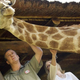Illustration for article titled Dont Giggle at Some of the Unusual Ways Giraffes Can Die